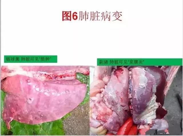 三分钟看懂猪链球菌与副猪的判别诊断-养殖课堂-河南邦农饲料有限公司