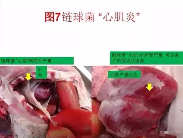 三分钟看懂猪链球菌与副猪的判别诊断-养殖课堂-河南邦农饲料有限公司