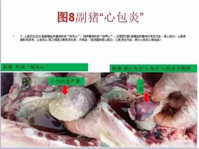 三分钟看懂猪链球菌与副猪的判别诊断-养殖课堂-河南邦农饲料有限公司
