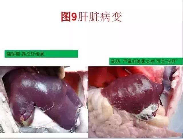 三分钟看懂猪链球菌与副猪的判别诊断-养殖课堂-河南邦农饲料有限公司