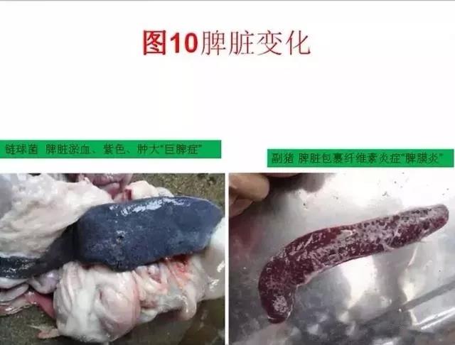 三分钟看懂猪链球菌与副猪的判别诊断-养殖课堂-河南邦农饲料有限公司