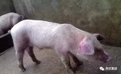 猪病诊断中的一些误区-养殖课堂-河南邦农饲料有限公司