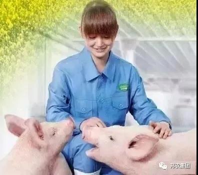 要想养好猪，，，不得。。。，，需重点关注4方面-养殖课堂-河南邦农饲料有限公司