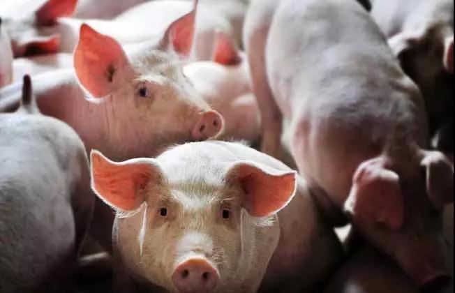 秋季气温转变大，，，，，秋天养猪有四防！-养殖课堂-河南邦农饲料有限公司