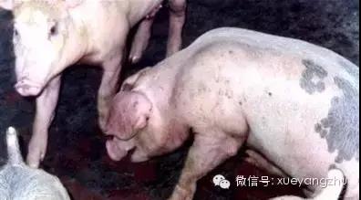 目今猪流感高发季节，，，，，，怎样做好猪群的预防与治疗?-养殖课堂-河南邦农饲料有限公司