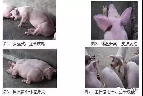 学会这些，，，，，彻底破解猪场圆环困扰！-养殖课堂-河南邦农饲料有限公司