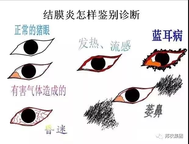 母猪释放的这些信号，，，，，养猪人需格外关注！-养殖课堂-河南邦农饲料有限公司