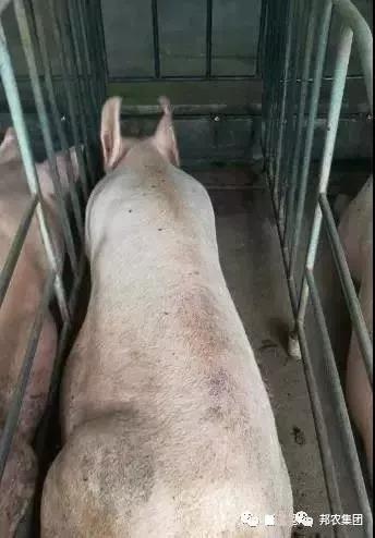 母猪释放的这些信号，，，，，养猪人需格外关注！-养殖课堂-河南邦农饲料有限公司