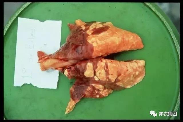 秋冬季节要防控好“猪喘气病”-养殖课堂-河南邦农饲料有限公司