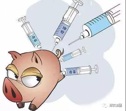 猪瘟、伪狂犬、圆环三大基础病毒病疫苗免疫要点！-养殖课堂-河南邦农饲料有限公司