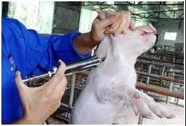 仔猪终年腹泻？？？？？养猪户你一定想不到是这个问题！-养殖课堂-河南邦农饲料有限公司