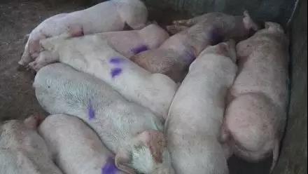 秋季这几种猪病高发，，需要重点关注！-养殖课堂-河南邦农饲料有限公司