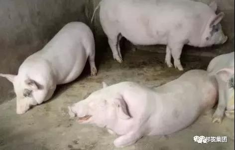 秋季这几种猪病高发，，需要重点关注！-养殖课堂-河南邦农饲料有限公司
