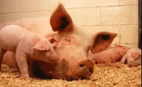 秋冬季怎样区分诊治猪鼻炎和伤风？？-养殖课堂-河南邦农饲料有限公司