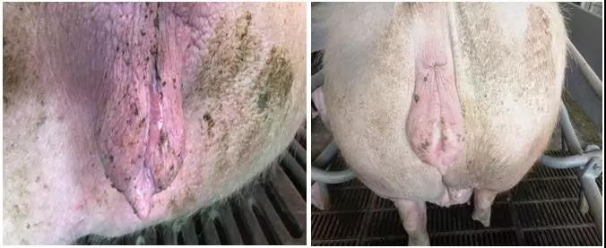 母猪产后子宫恢复4招搞定-养殖课堂-河南邦农饲料有限公司