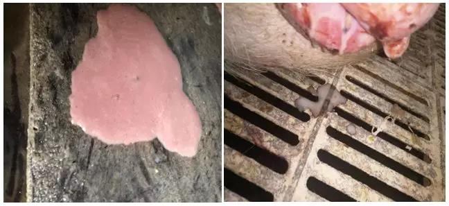 母猪产后子宫恢复4招搞定-养殖课堂-河南邦农饲料有限公司