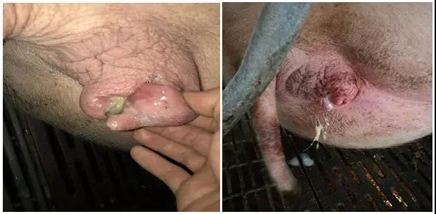 母猪产后子宫恢复4招搞定-养殖课堂-河南邦农饲料有限公司