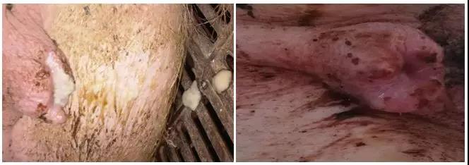 母猪产后子宫恢复4招搞定-养殖课堂-河南邦农饲料有限公司