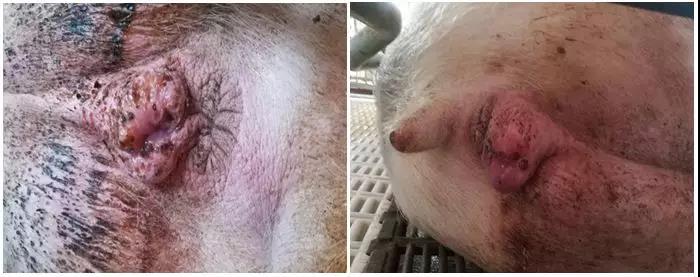 母猪产后子宫恢复4招搞定-养殖课堂-河南邦农饲料有限公司