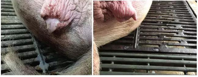 母猪产后子宫恢复4招搞定-养殖课堂-河南邦农饲料有限公司
