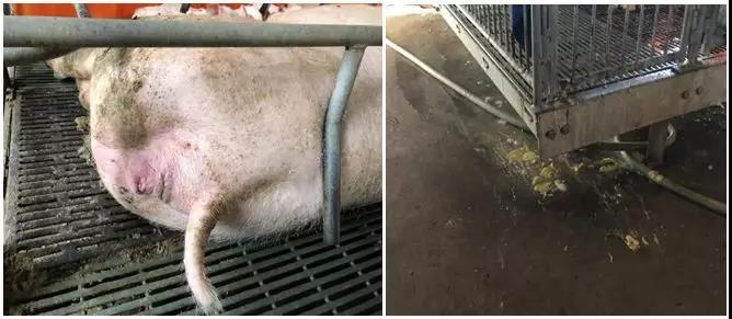母猪产后子宫恢复4招搞定-养殖课堂-河南邦农饲料有限公司